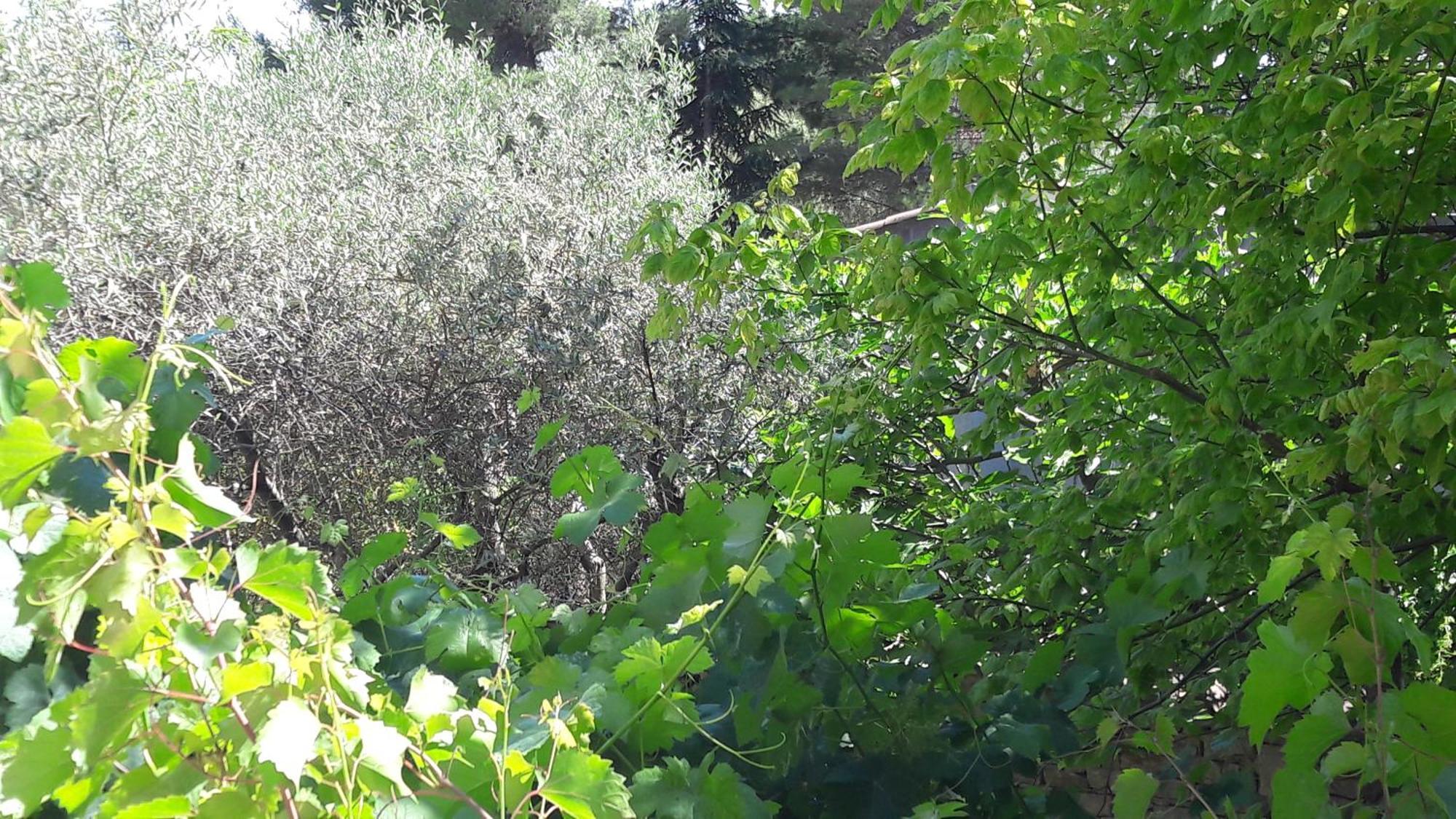 לינה וארוחת בוקר קרפנטרה Bastide Sainte Agnes מראה חיצוני תמונה